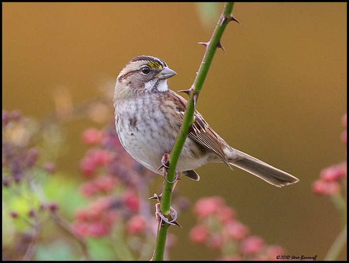 _0SB0483 white-throated sparrow.jpg